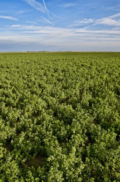 Cultivo de alfalfa — Foto de Stock