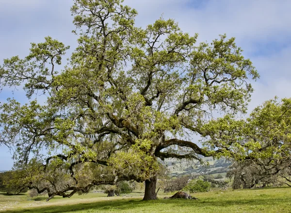 stock image Oak tree