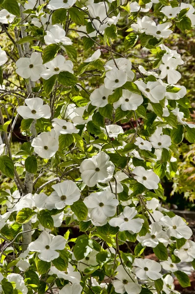 stock image Dogwood