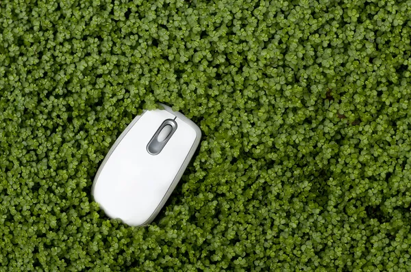 Мышь в траве — стоковое фото
