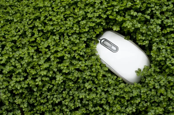 Myš v trávě — Stock fotografie