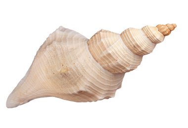 Seashell clipart