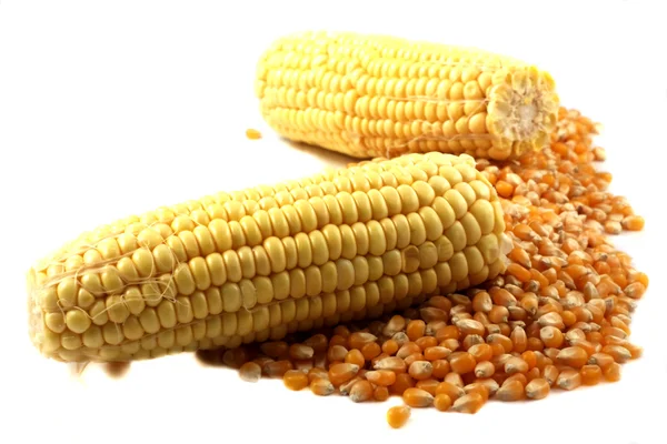Geïsoleerde maïs — Stockfoto