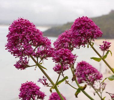 Pink Valerian, Centranthus ruber flower. clipart