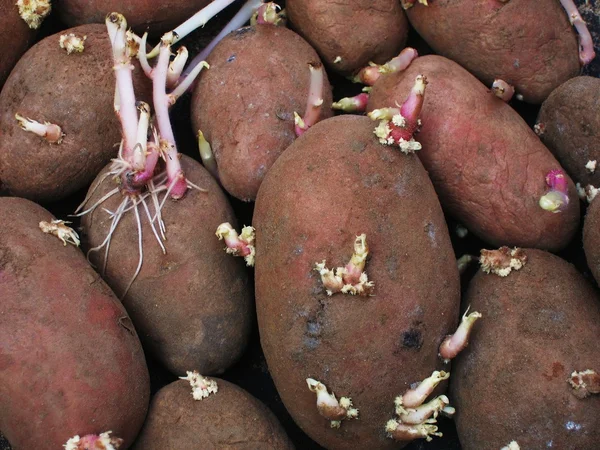 Kiemen aardappelen. — Stockfoto