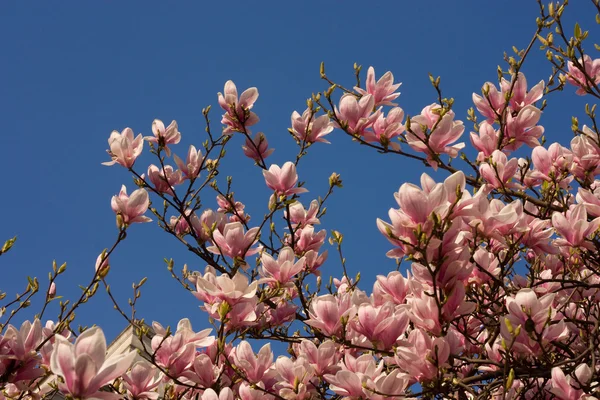 stock image Magnolia.