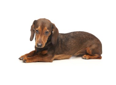 Dachshund