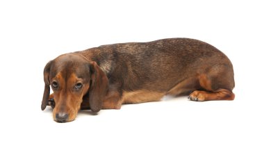 Dachshund