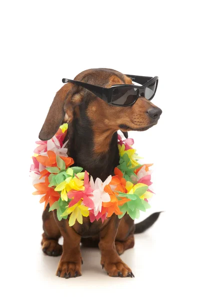 stock image Vacation dachshund