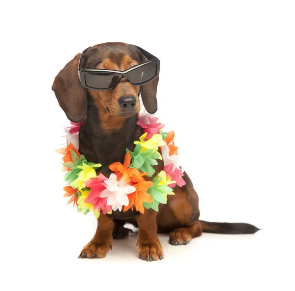 stock image Vacation dachshund