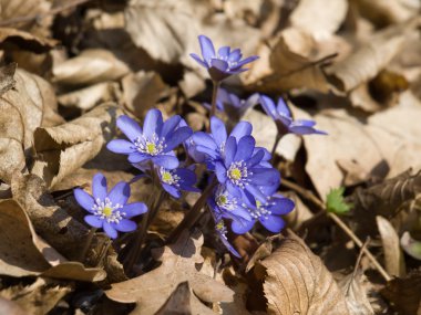 Flowering Anemone hepatica clipart