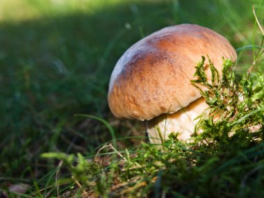 Penny topuz (Boletus) Mantar