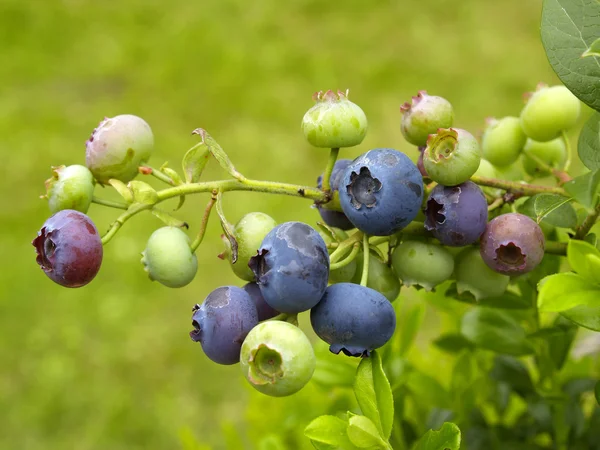Plody borůvek — Stock fotografie