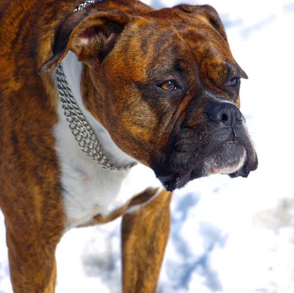 Německý boxer pes — Stock fotografie