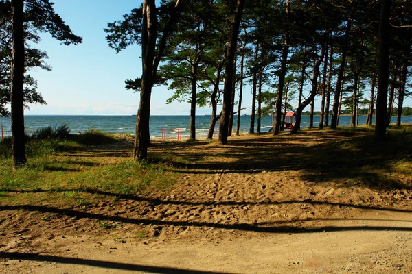 Dennenbos aan de kust — Stockfoto