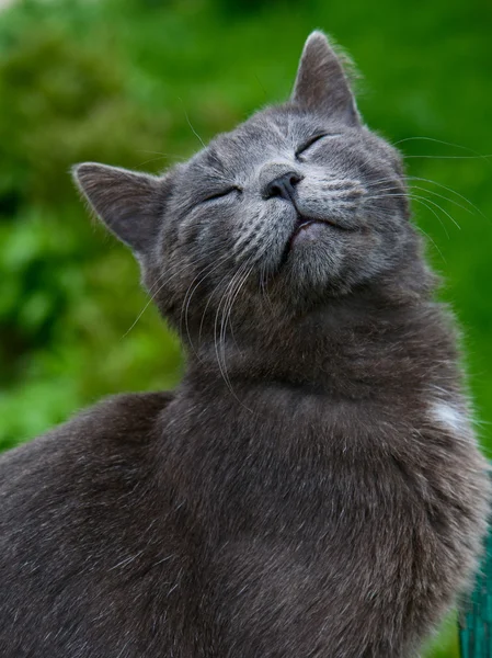 Šedá kočka purrs s radostí — Stock fotografie