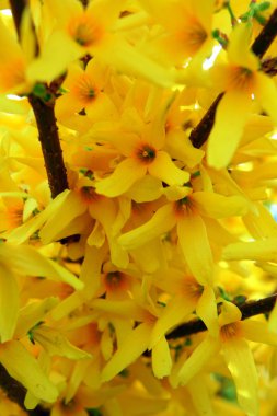 Spring blossoming twig of yellow Forsythia bush