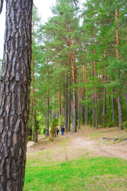 ormanda yolunu