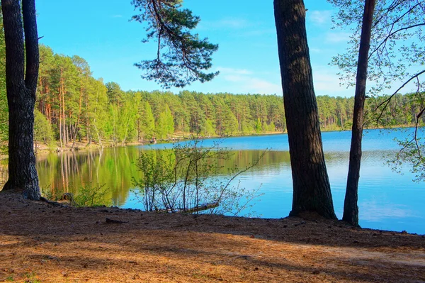 Lake in the woods — Stock Photo, Image