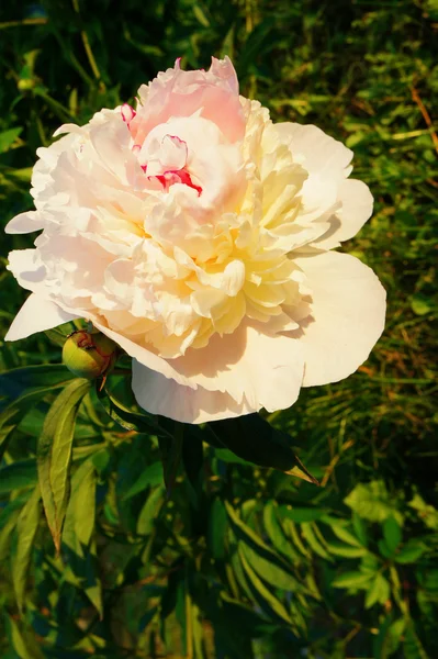 Cream peony in garden — Stock Photo, Image