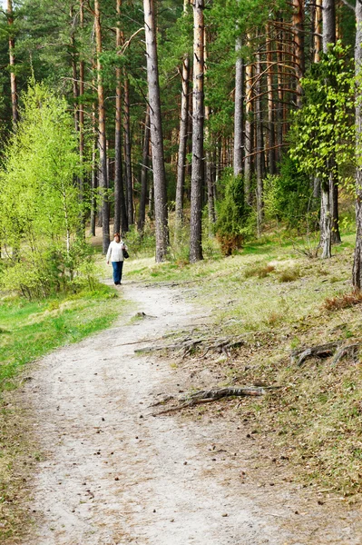 The path in the woods — Stock Photo, Image