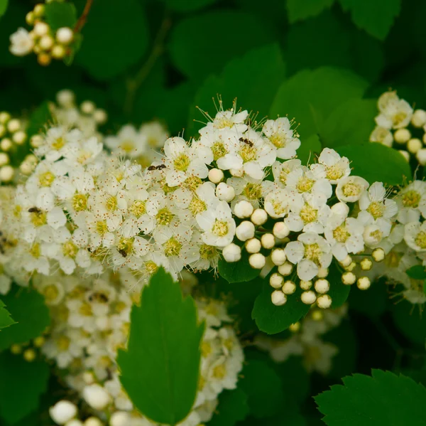 White Spiraea Flowers — Stock Photo, Image