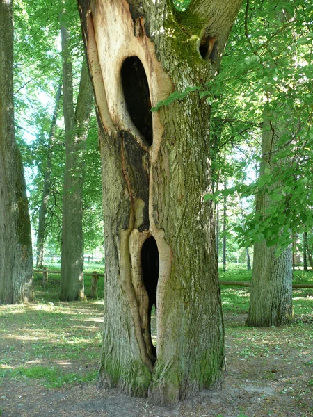 Uma árvore velha com um oco — Fotografia de Stock
