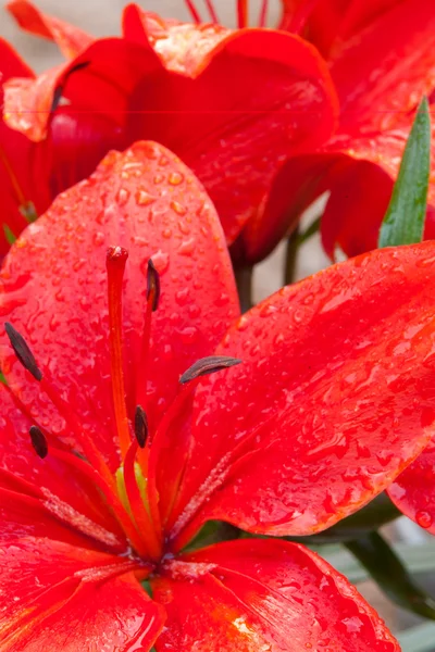 ลิลลี่สีแดงสวยงาม — ภาพถ่ายสต็อก