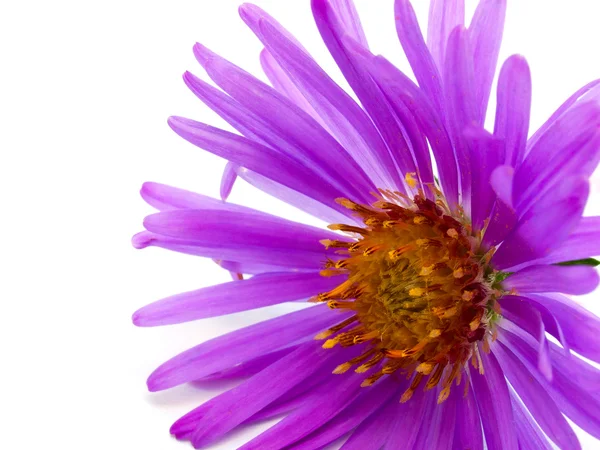 Flor com pétala lilás — Fotografia de Stock