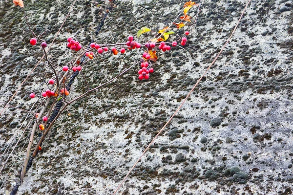 Pommes sauvages sur le rocher — Photo