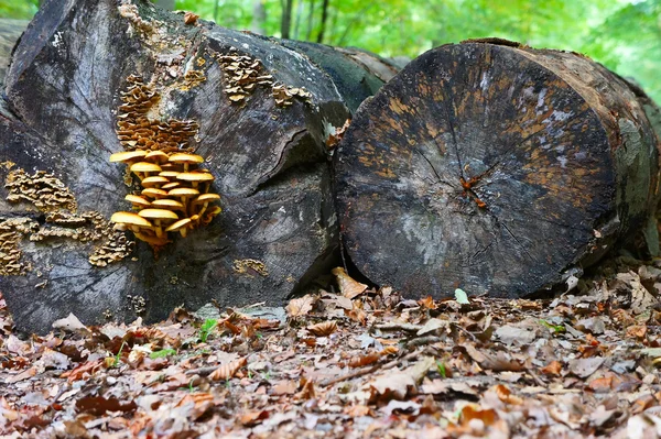 Troncos viejos en bosques — Foto de Stock
