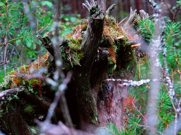 Stump in the woods — Stock Photo, Image