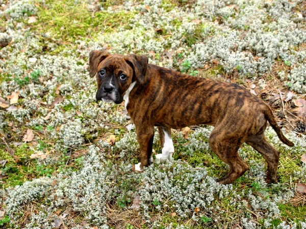 Boxer filhote de cachorro — Fotografia de Stock