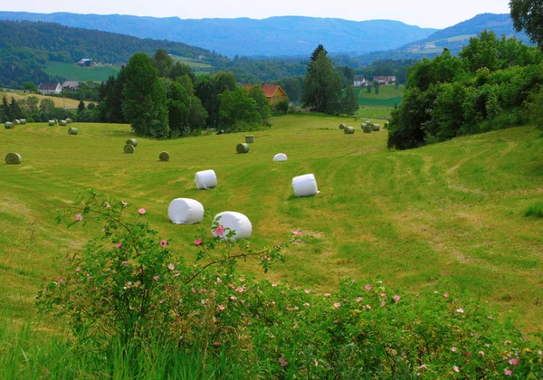 Bela natureza Noruega — Fotografia de Stock