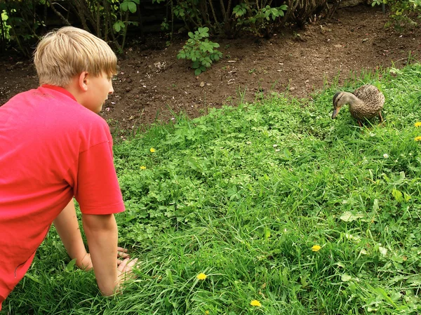 El chico de repente vio un pato salvaje — Foto de Stock