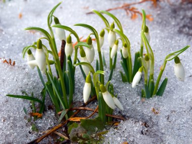 Snowdrops blooming in spring clipart