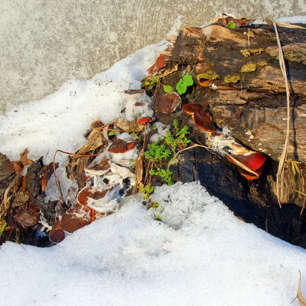 Alter Baumstumpf mit Pilzen im Winter — Stockfoto