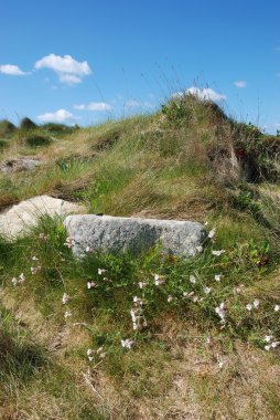 Dune marram çim ve çiçek