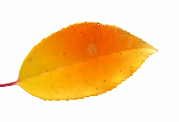 白色背景上的叶子 — 图库照片