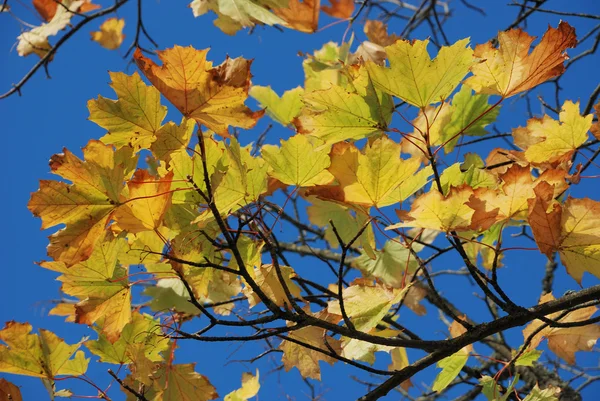 Árvore em cores de outono — Fotografia de Stock