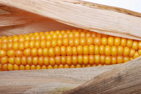 Uma espiga de milho maduro — Fotografia de Stock