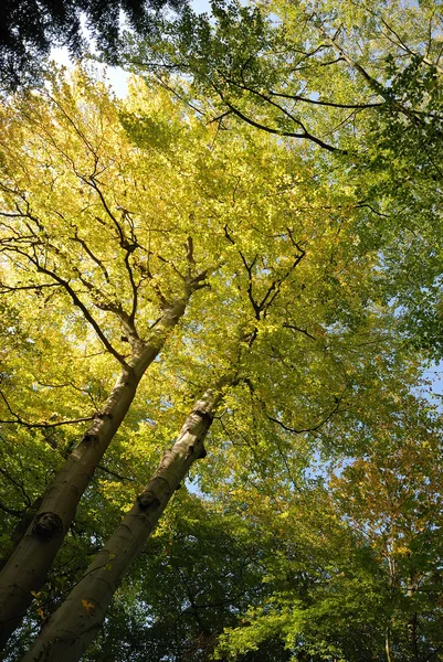 Stock image Tree in autumn colors