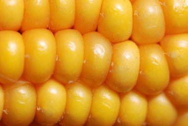 An ear of ripe corn clipart