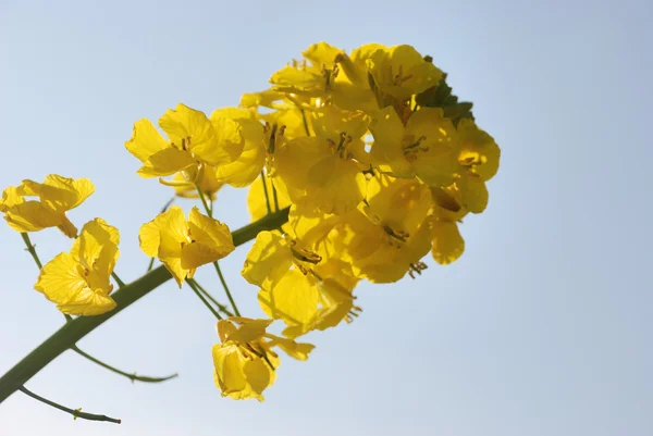 Flor de colza — Fotografia de Stock