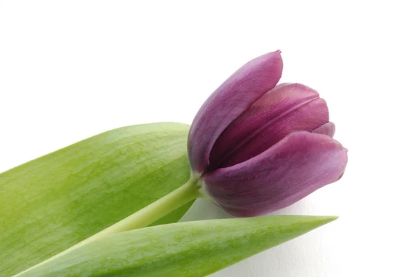 Un tulipán —  Fotos de Stock