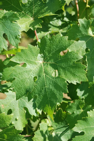 stock image Vine leaves