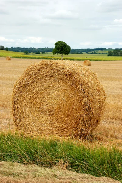 収穫した畑の丸いわらの俵 — ストック写真