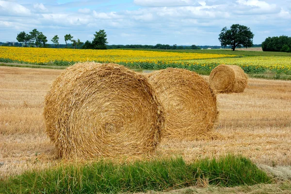 Pacas redondas de paja en campos cosechados — Foto de Stock