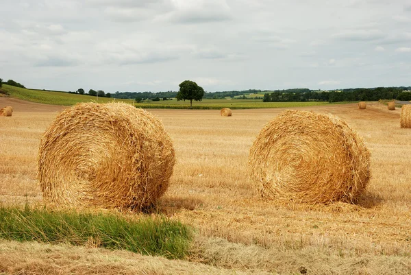 Rundballen aus Stroh auf abgeernteten Feldern — Stockfoto