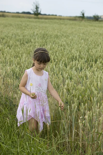 Детский фермер держит зерно — стоковое фото